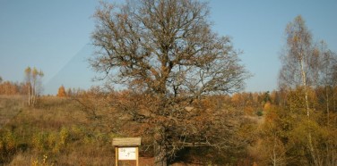 Pažintinis takas "Ąžuolas"